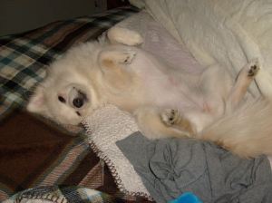 11731715_657451587690102_2421174152188406527_o