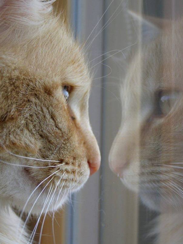 1896739_460699380698658_1313682441_n