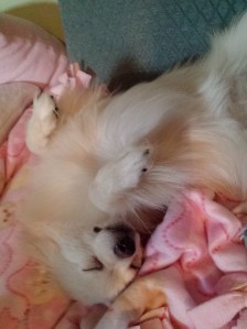 H.L. Stephens, Marmee